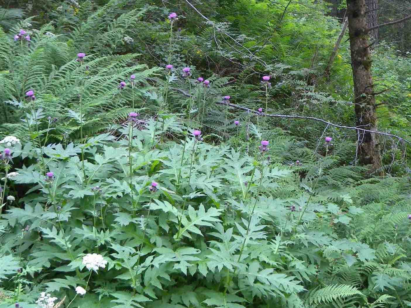 Cirsium alsophilum / Cardo montano